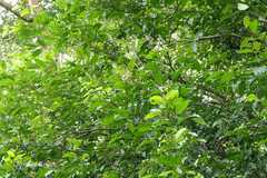 Xanthophyllum arnottianum